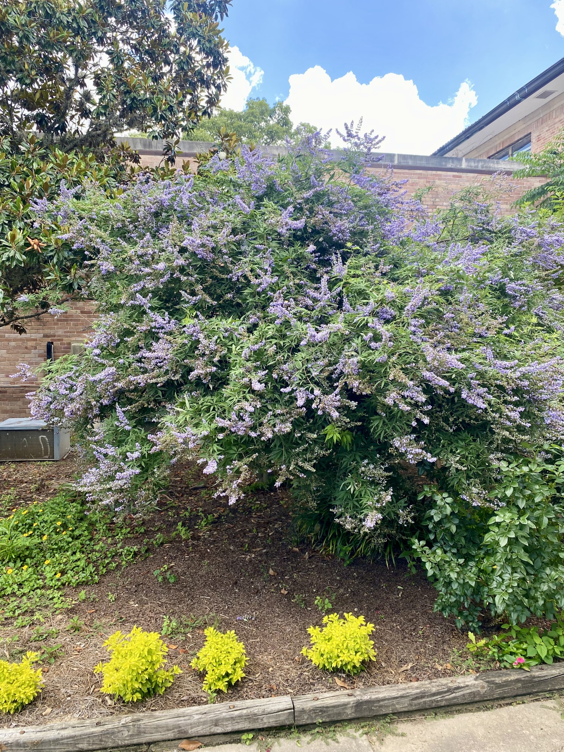 Vitex: A truly chaste tree